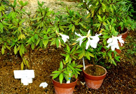 Rhododendron boninense - Shinjuku Gyo-en Greenhouse - Tokyo, Japan - DSC05902