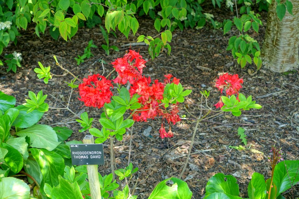 Rhododendron 'Thomas David' - Savill Garden - Windsor Great Park, England - DSC06262