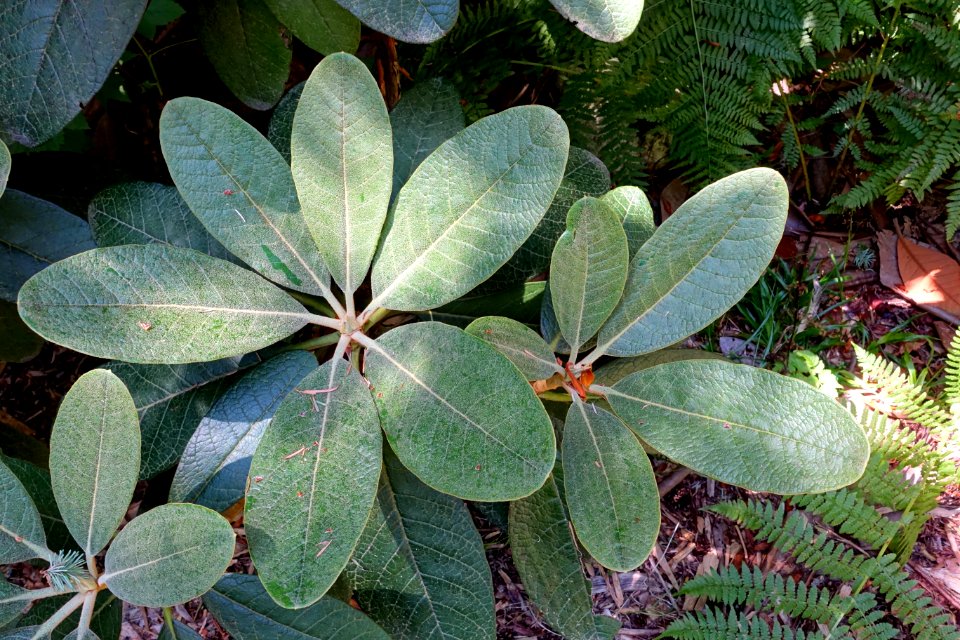 Rhododendron arizelum - UBC Botanical Garden - Vancouver, Canada - DSC07999