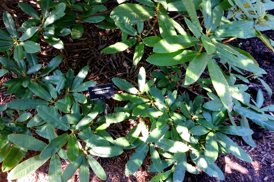 Rhododendron auriculatum - VanDusen Botanical Garden - Vancouver, BC - DSC06917