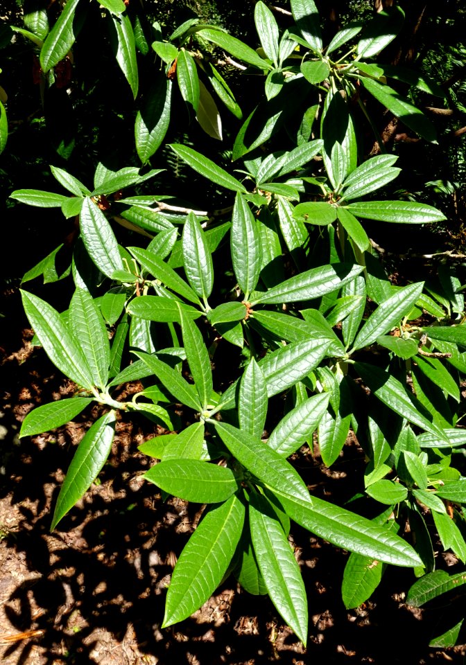 Rhododendron argyrophyllum subsp. nankingense 'Chinese Silver' - UBC Botanical Garden - Vancouver, Canada - DSC07698