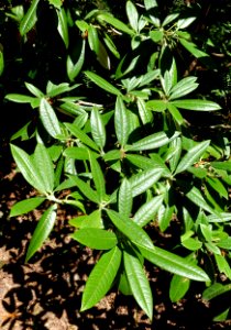 Rhododendron argyrophyllum subsp. nankingense 'Chinese Silver' - UBC Botanical Garden - Vancouver, Canada - DSC07698