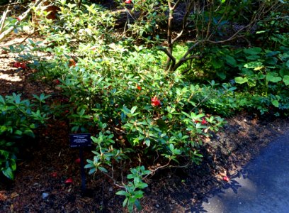 Rhododendron eudoxum - VanDusen Botanical Garden - Vancouver, BC - DSC06938