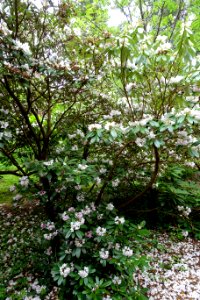 Rhododendron argyrophyllum - Hillier Gardens - Romsey, Hampshire, England - DSC04725