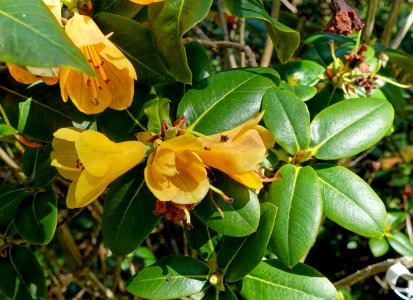 Rhododendron cinnabarinum - Caerhayes Castle gardens - Cornwall, England - DSC03200