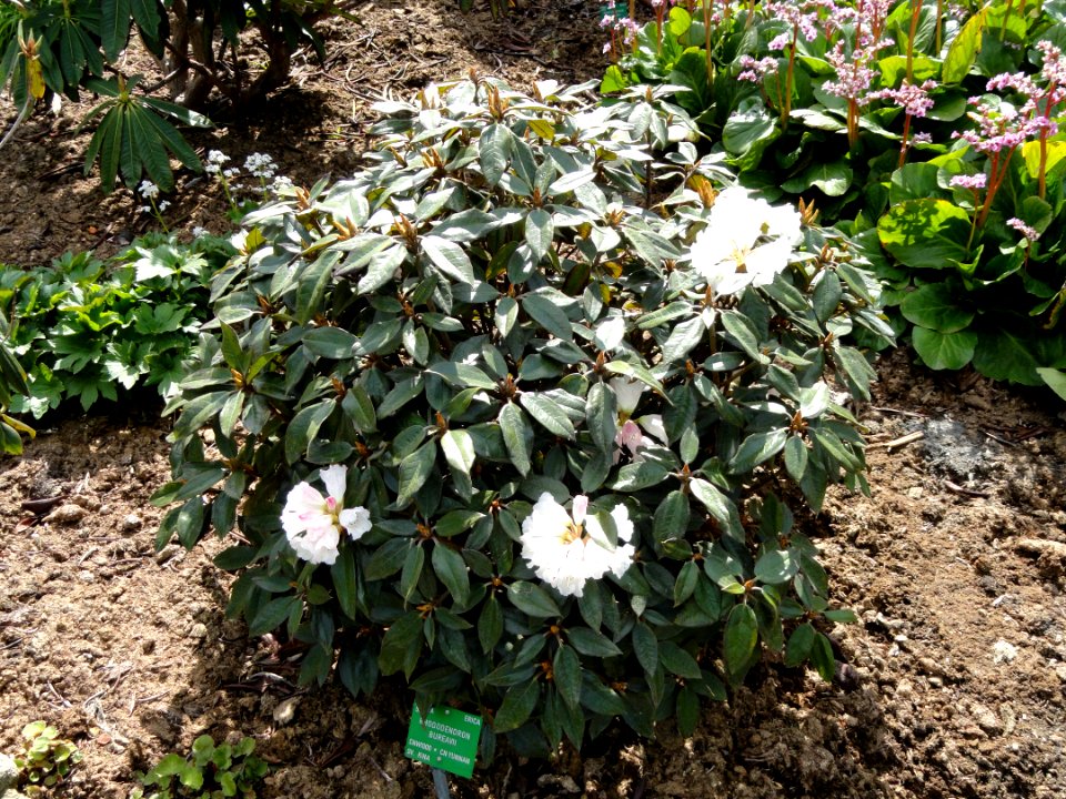 Rhododendron bureavii - University of Copenhagen Botanical Garden - DSC07595