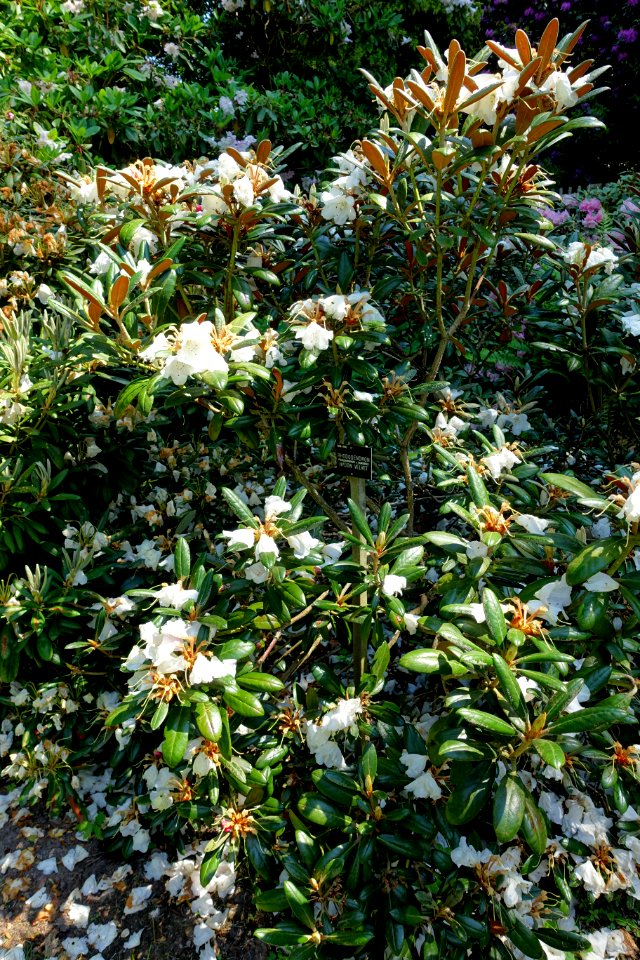 Rhododendron 'Hydon Velvet' - Savill Garden - Windsor Great Park, England - DSC06058