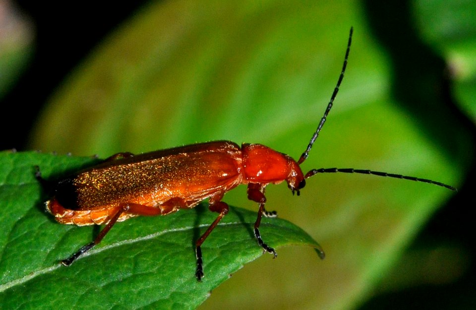 Rhagonycha-fulva-02-fws