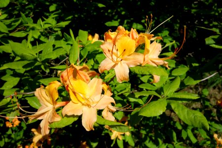 Rhododendron calendulaceum - Arnold Arboretum - DSC06728