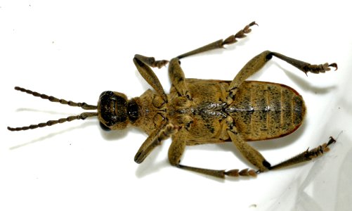 Rhagium-mordax-12-fws