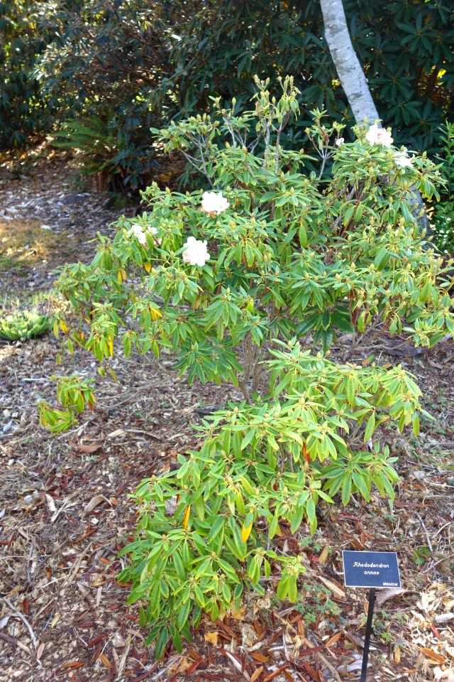Rhododendron annae - Mendocino Coast Botanical Gardens - DSC02037