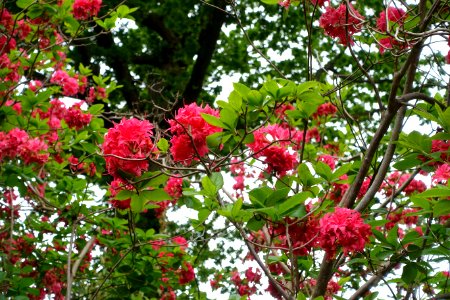 Rhododendron 'Homebush' - Hillier Gardens - Romsey, Hampshire, England - DSC04634