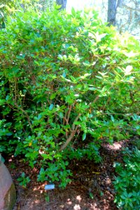 Rhododendron 'Olga Mezitt' - Asticou Azalea Garden - Northeast Harbor, Maine - DSC03460