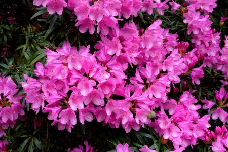 Rhododendron - Hillier Gardens - Romsey, Hampshire, England - DSC04618