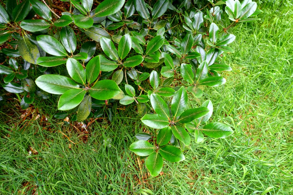 Rhododendron campanulatum 'Knaphill' - RHS Garden Harlow Carr - North Yorkshire, England - DSC01181