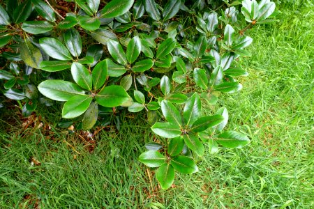 Rhododendron campanulatum 'Knaphill' - RHS Garden Harlow Carr - North Yorkshire, England - DSC01181