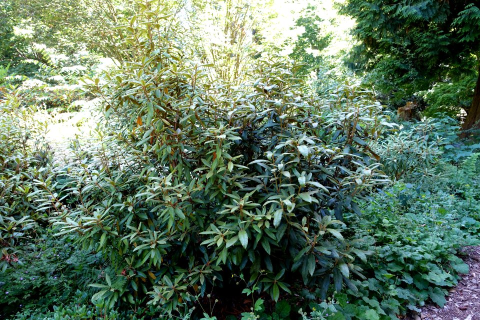 Rhododendron coeloneurum - UBC Botanical Garden - Vancouver, Canada - DSC07755