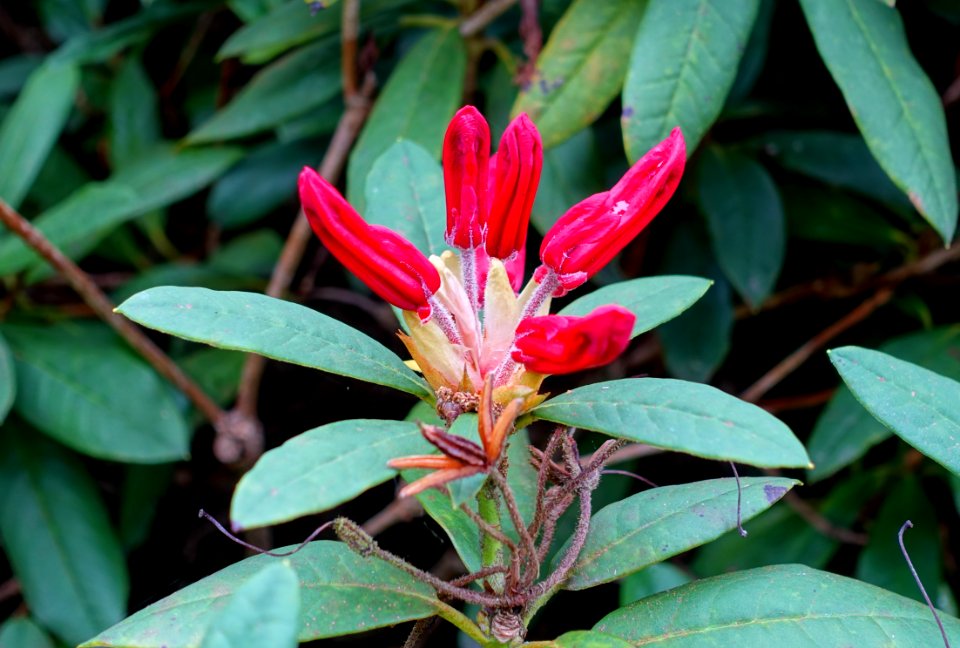 Rhododendron 'Mayday' - Exbury Gardens - Exbury, England - DSC03981
