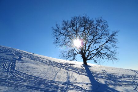 Tree lonely snow