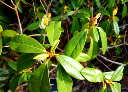Rhododendron cuffeanum - Mendocino Coast Botanical Gardens - DSC02212