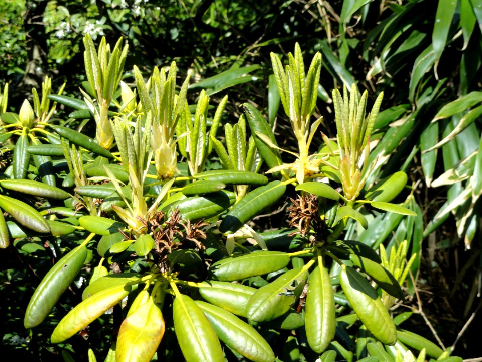 Rhododendron brachycarpum var. tiegerstedtii - University of Copenhagen Botanical Garden - DSC08067