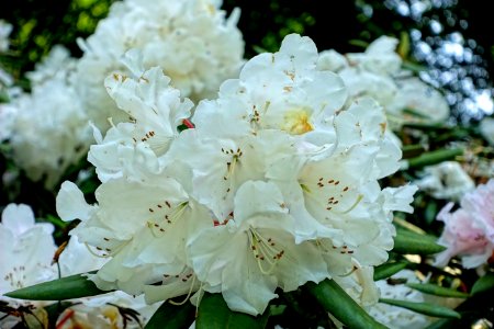Rhododendron 'Wickhams Fancy' - Savill Garden - Windsor Great Park, England - DSC06048