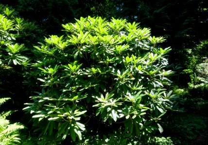 Rhododendron asterochnoum - UBC Botanical Garden - Vancouver, Canada - DSC08148
