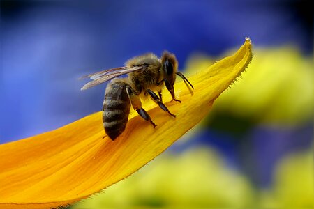 Insect flower garden