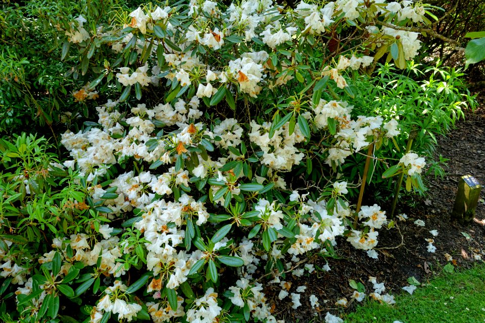 Rhododendron 'Silver Jubilee' - Savill Garden - Windsor Great Park, England - DSC06266