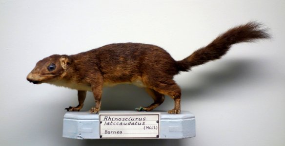 Rhinosciurus laticaudatus - Museo Civico di Storia Naturale Giacomo Doria - Genoa, Italy - DSC02804