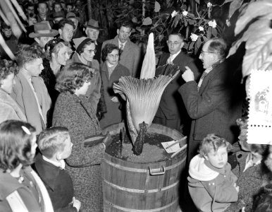 Reuzenslangenblad in bloei Kelk te Leiden opent zich, Bestanddeelnr 907-6031
