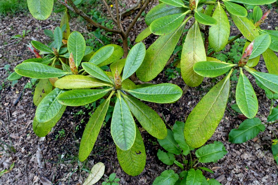 Rhododendron basilicum - RHS Garden Harlow Carr - North Yorkshire, England - DSC01309