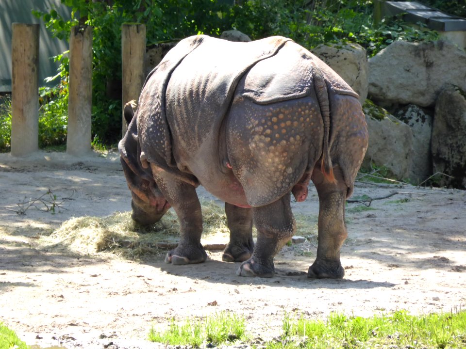 Rhinoceros-unicornis-4