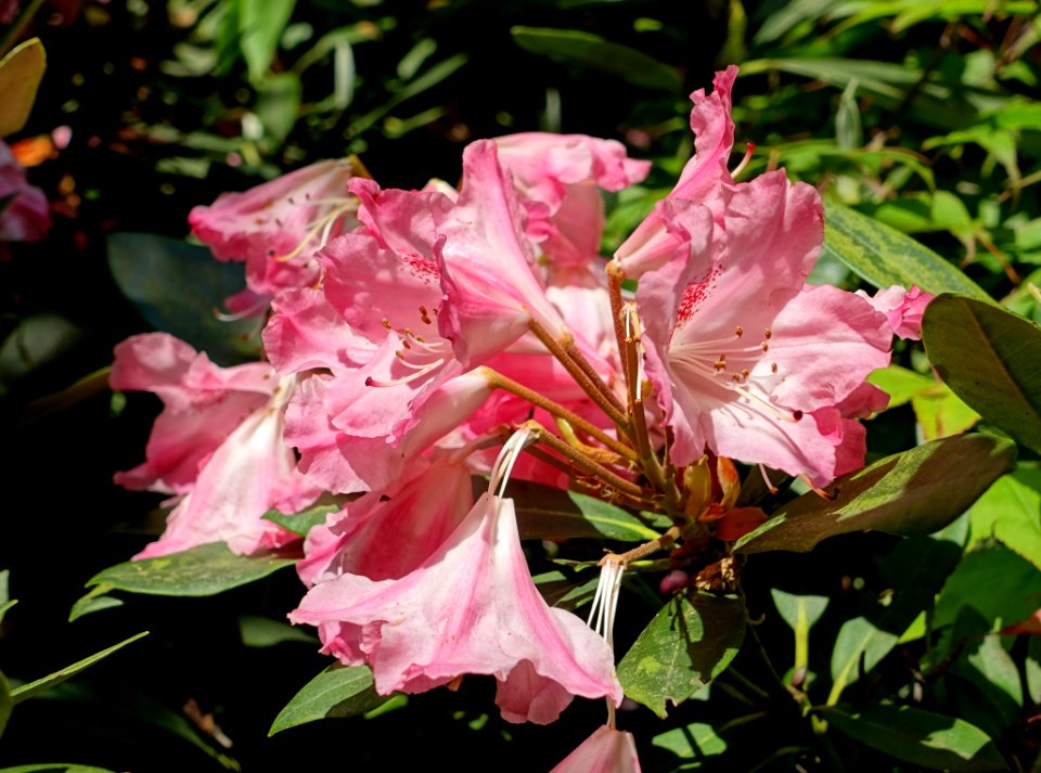 Rhododendron 'Sleepy' - Savill Garden - Windsor Great Park, England - DSC06074