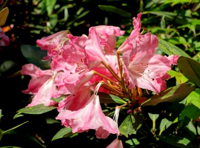 Rhododendron 'Sleepy' - Savill Garden - Windsor Great Park, England - DSC06074
