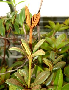 Rhododendron beyerinckianum - Lyman Plant House, Smith College - DSC02049