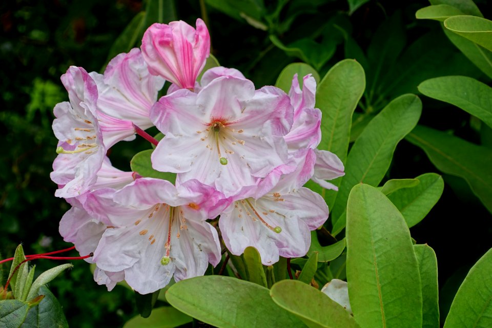 Rhododendron - Glendurgan Garden - Cornwall, England - DSC01964