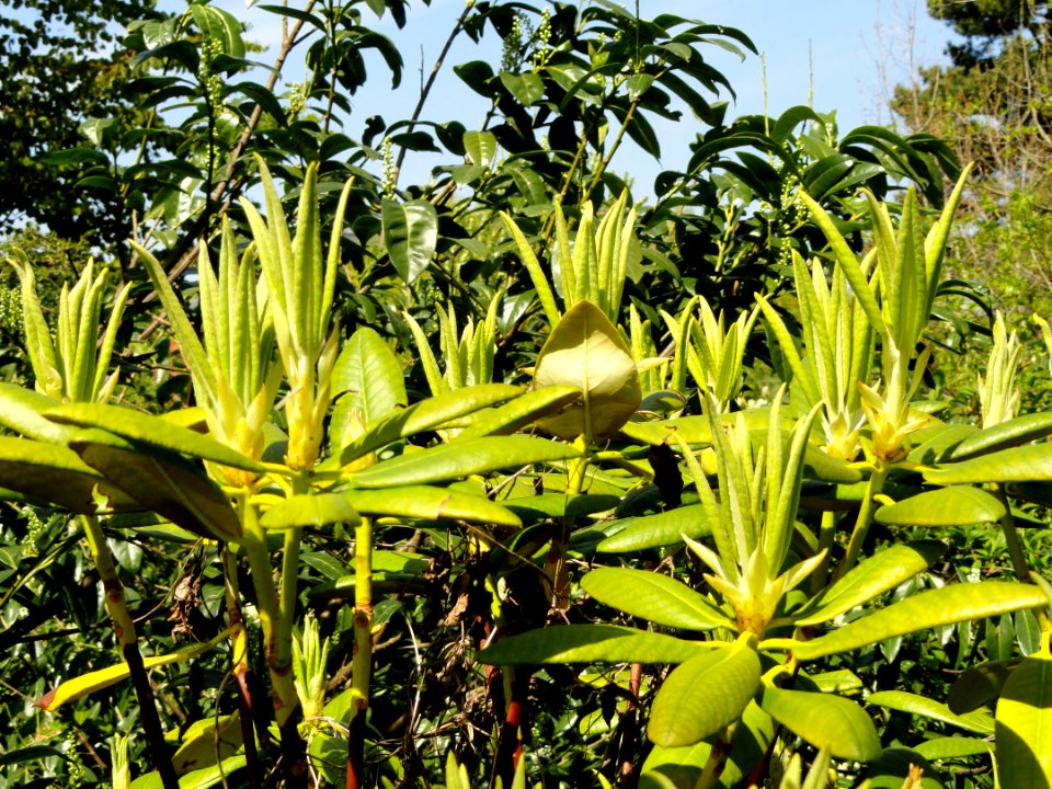Rhododendron brachycarpum ssp. brachycarpum - University of Copenhagen Botanical Garden - DSC08078