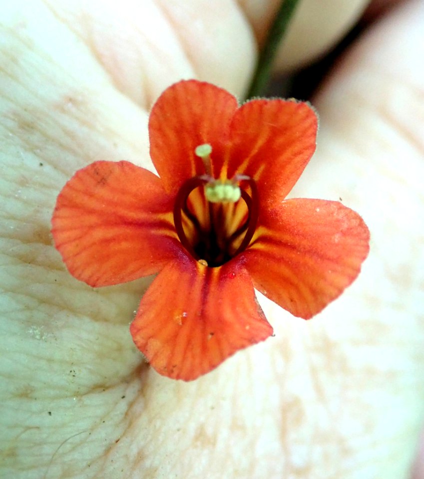 Rhabdothamnus solandri 111722348