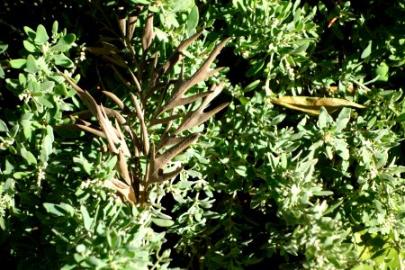 Rhagodia spinescens - Leaning Pine Arboretum - DSC05456 photo