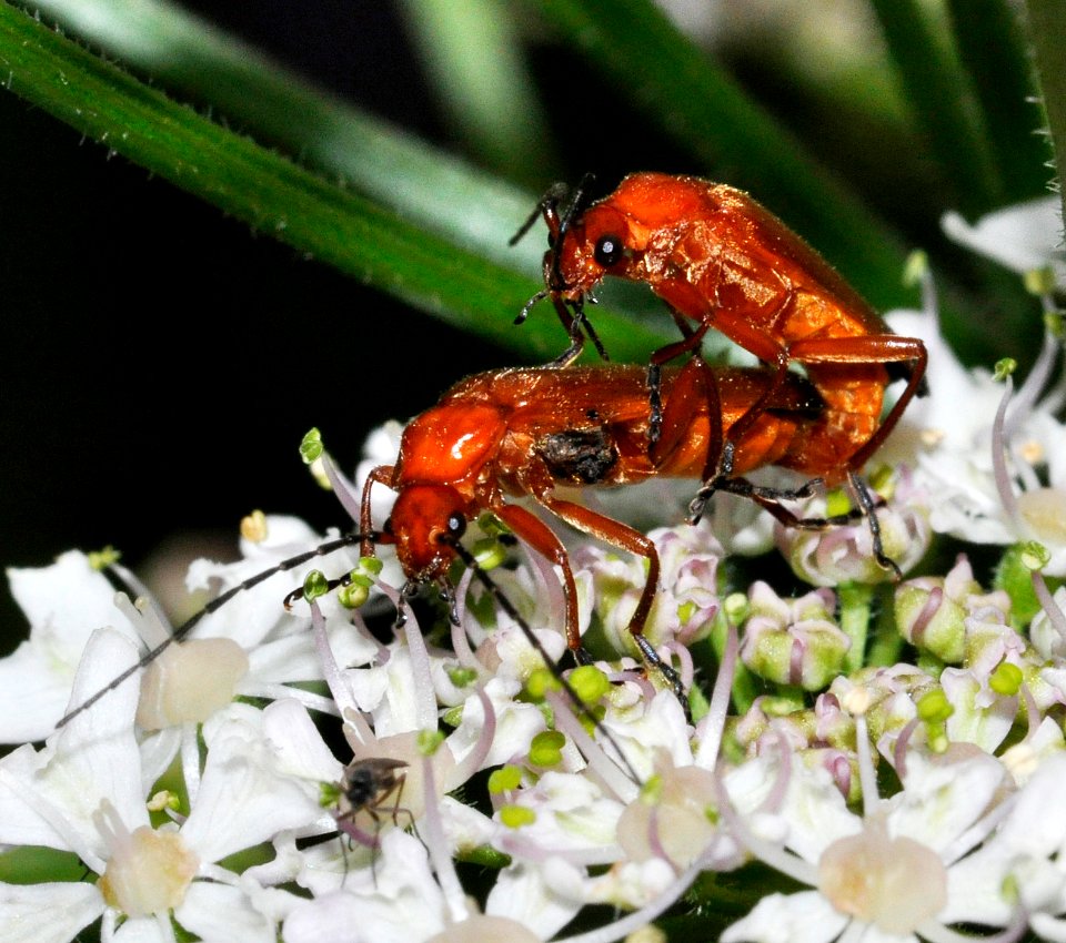 Rhagonycha-fulva DSC4358-volkers