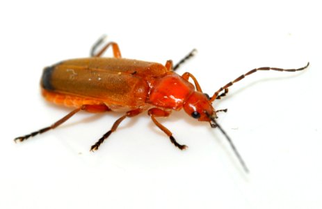 Rhagonycha-fulva-06-fws