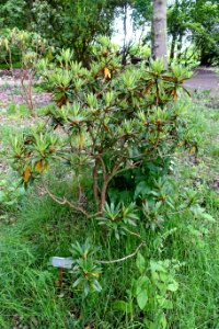 Rhododendron alutaceum - RHS Garden Harlow Carr - North Yorkshire, England - DSC01375