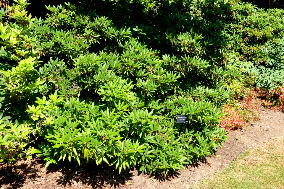Rhododendron anwheiense - VanDusen Botanical Garden - Vancouver, BC - DSC06852