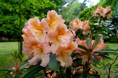 Rhododendron 'Olga' - Hillier Gardens - Romsey, Hampshire, England - DSC04629