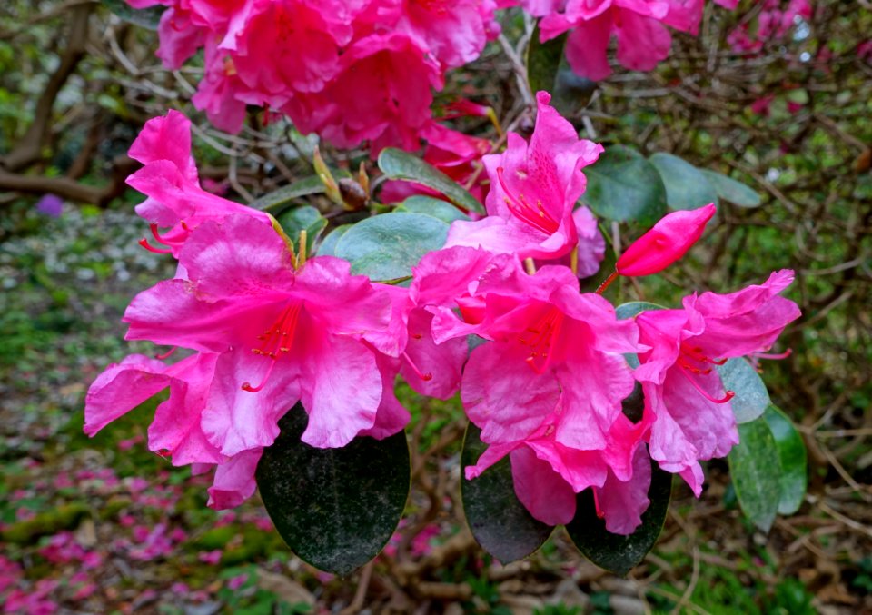 Rhododendron 'Oudijk's Sensation' - Hillier Gardens - Romsey, Hampshire, England - DSC04933