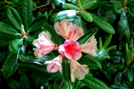 Rhododendron 'Mrs. Charles Pearson' x yakushimanum - Savill Garden - Windsor Great Park, England - DSC06080