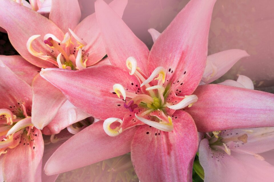 Flower plant nature