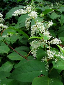 Reynoutria japonica. 2020-08-30, Seldom Seen, 03