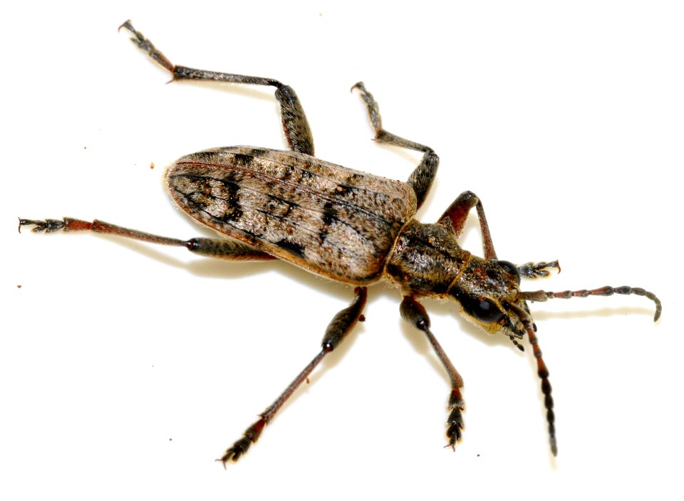 Rhagium-inquisitor-13-fws
